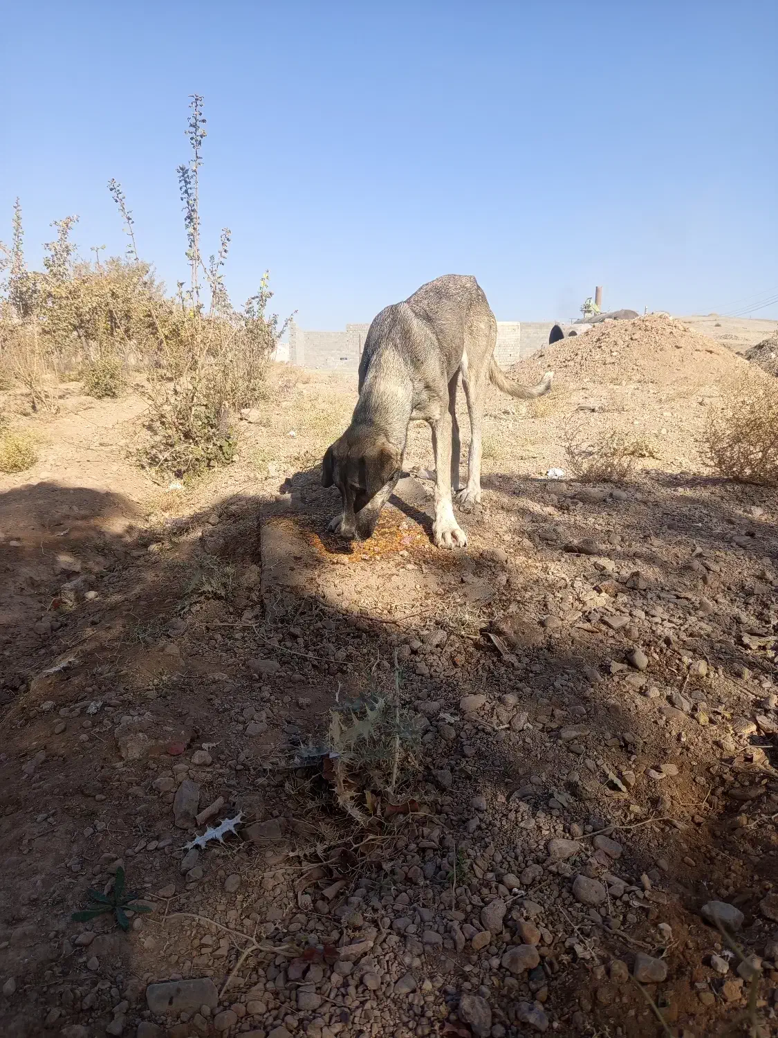 سگ سرابی درج یک۲سالع ماده|سگ|میمه, |دیوار