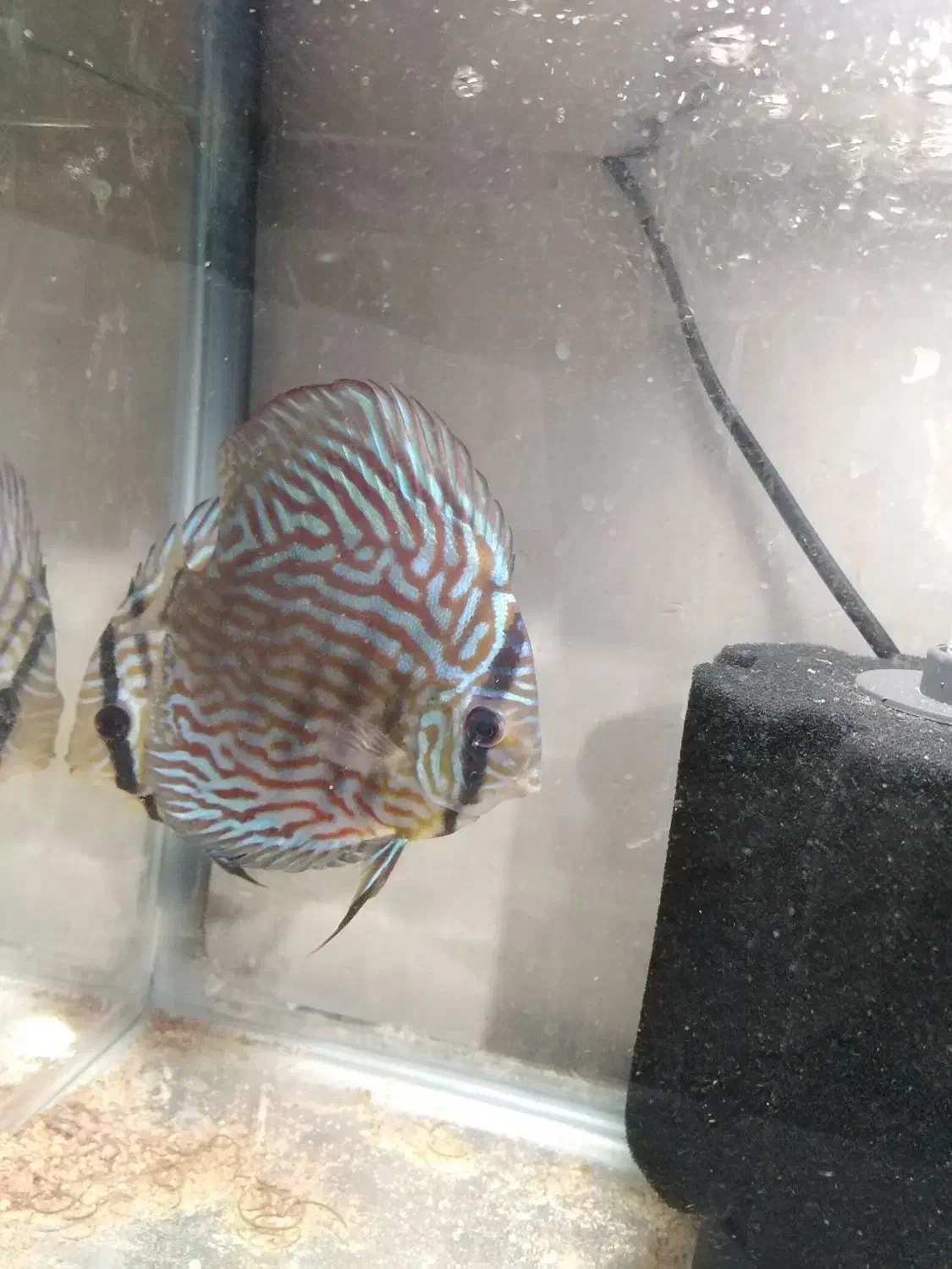 حیوانات|ماهی|کرمانشاه, |دیوار