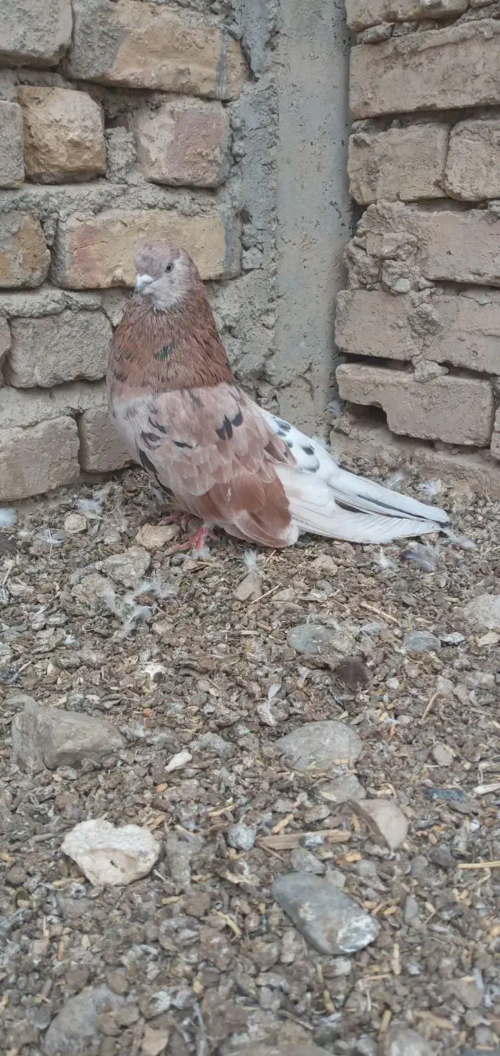 کفتر|پرنده|نهاوند, |دیوار