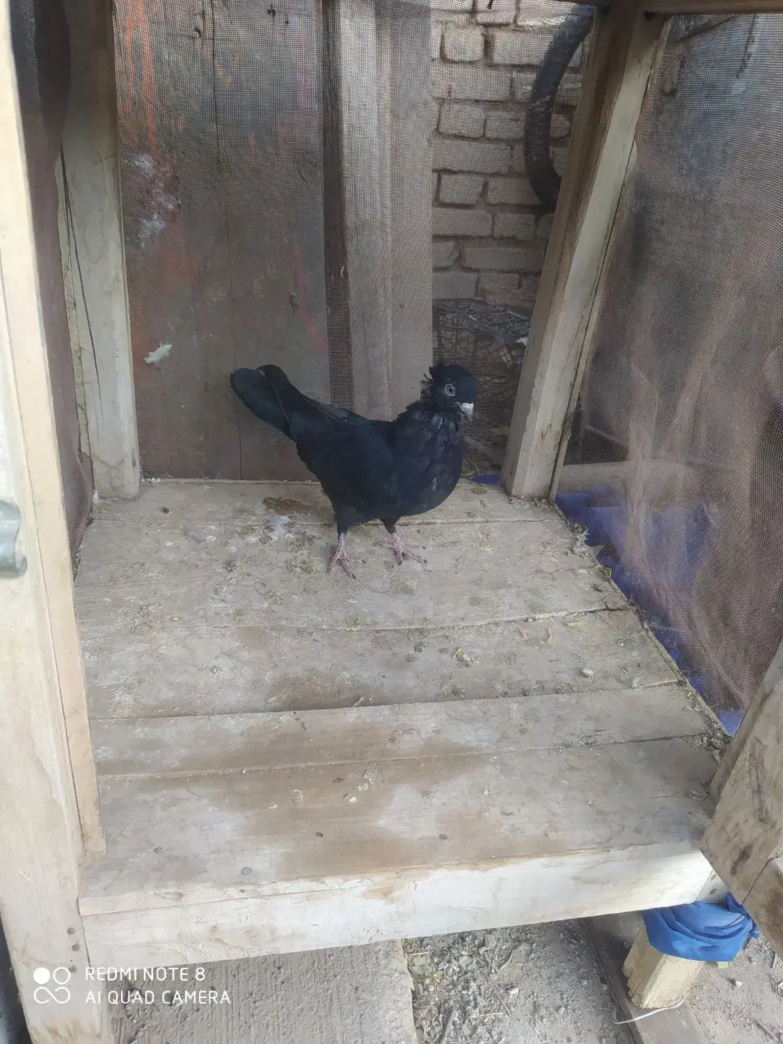 کبوتر|پرنده|آباده, |دیوار