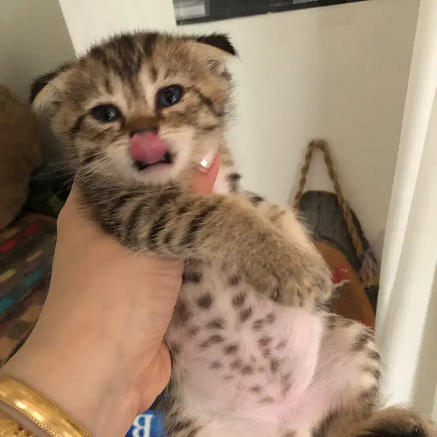 گربه اسکاتیش گلد|گربه|ارومیه, |دیوار