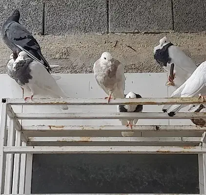 فروش کبوتر طوقی|پرنده|آبپخش, |دیوار