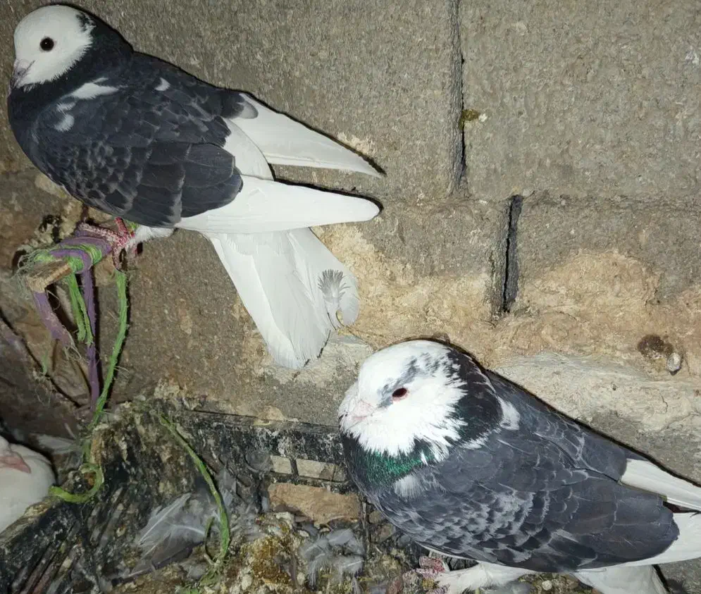 کبوتر لیلک سیاه|پرنده|شیراز, محمدیه|دیوار