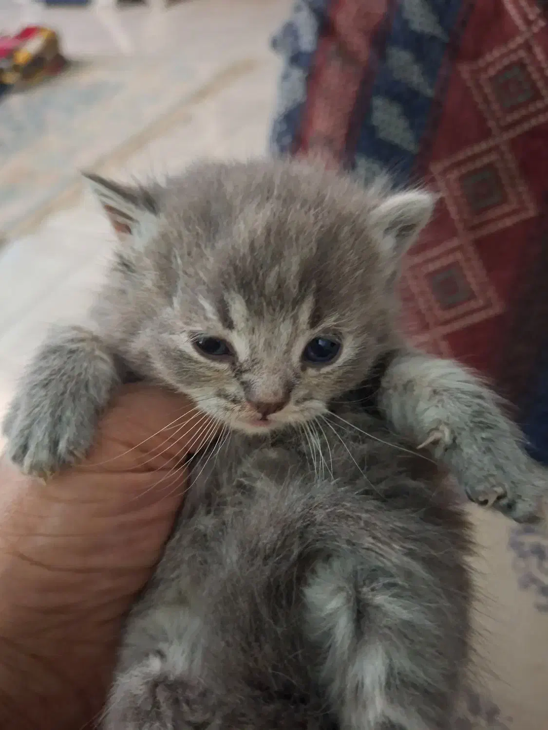 بچه گربه بریتیش سیلور|گربه|کرج, حصارک بالا|دیوار