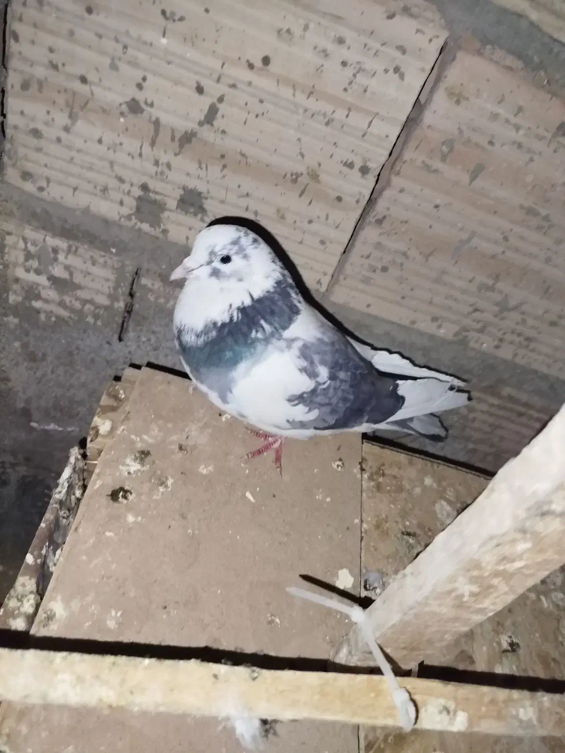 کفتر . کبوتر|حیوانات|ورامین, ورامین|دیوار