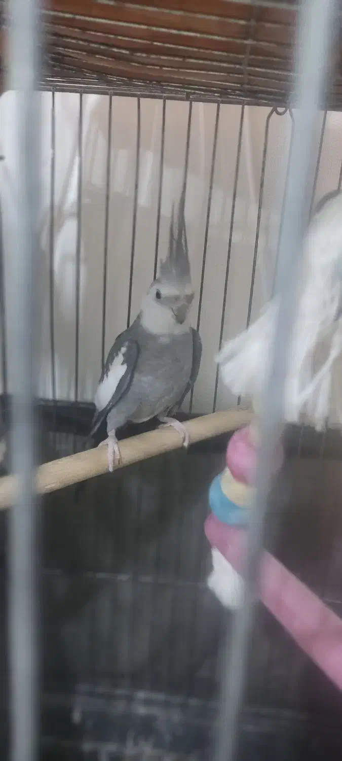 پرنده|پرنده|قشم, |دیوار