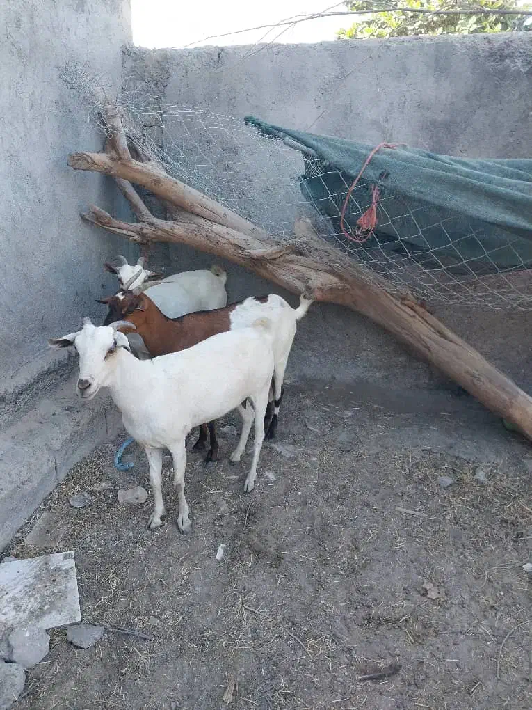 بزفروشی|حیوانات مزرعه|میناب, |دیوار