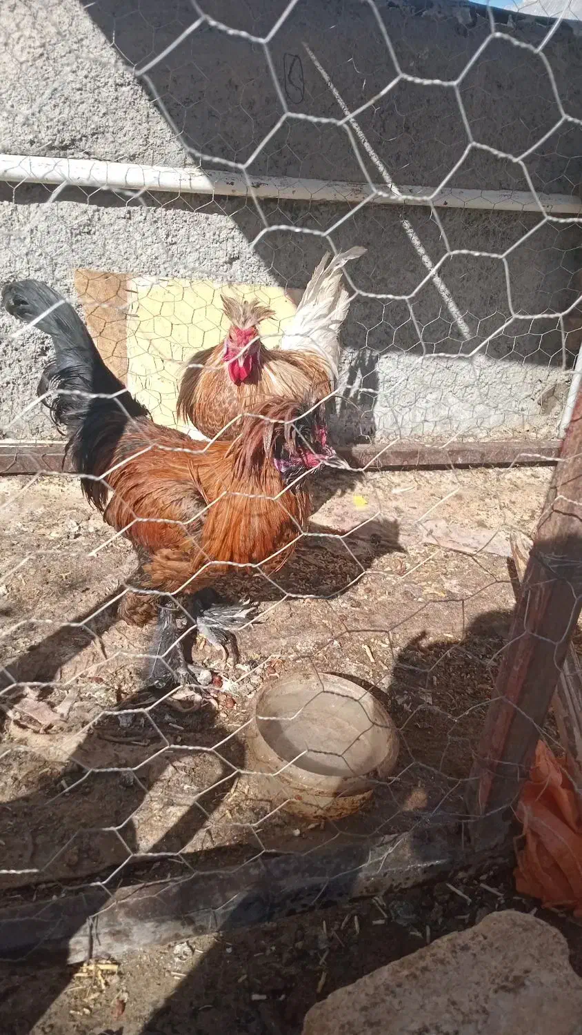 جوجه مرغ و خروس|پرنده|داران, |دیوار