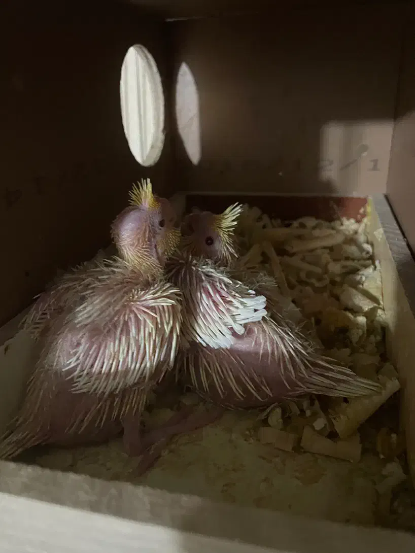 جوجه عروس هلندی|پرنده|شهریار, شهریار|دیوار