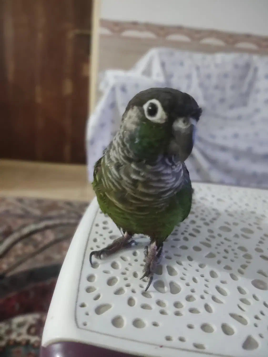 گرینچیک|حراج|محمدشهر, محمدشهر|دیوار