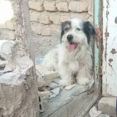 سگ پشمالو|سگ|تربت‌حیدریه, منظر|دیوار