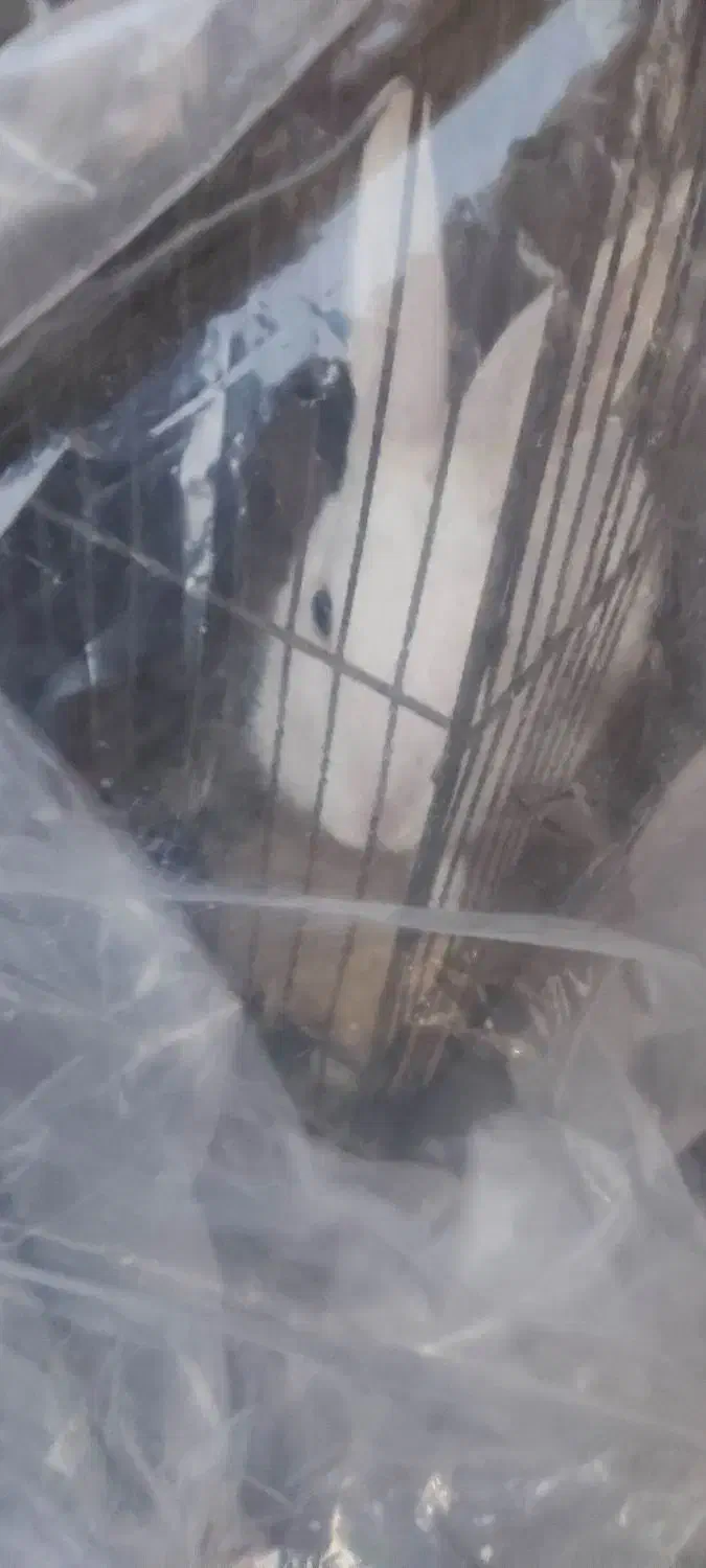 خرگوش|موش و خرگوش|مشکین‌دشت, |دیوار