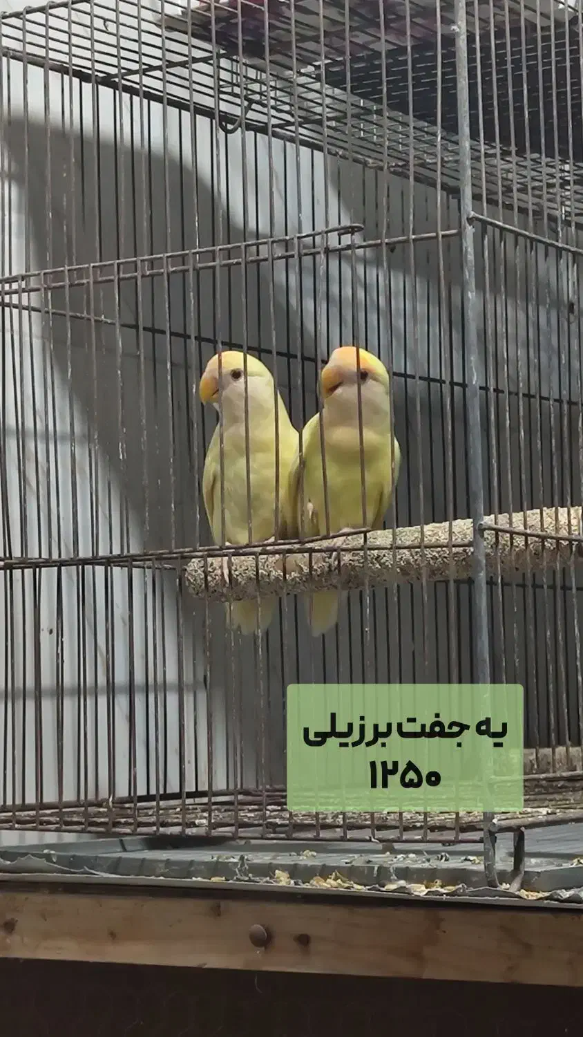 عروس هلندی و طوطی برزیلی|پرنده|بابل, |دیوار