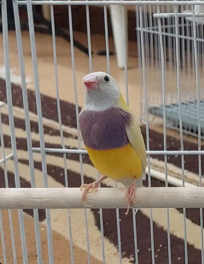 فنچ گلدین نر|پرنده|کرمان, |دیوار