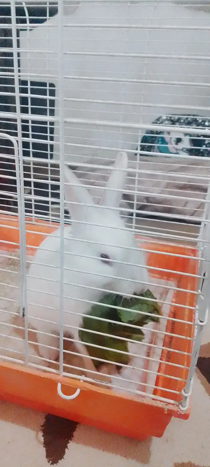 خرگوش سر حال شیطون|موش و خرگوش|بروجرد, |دیوار