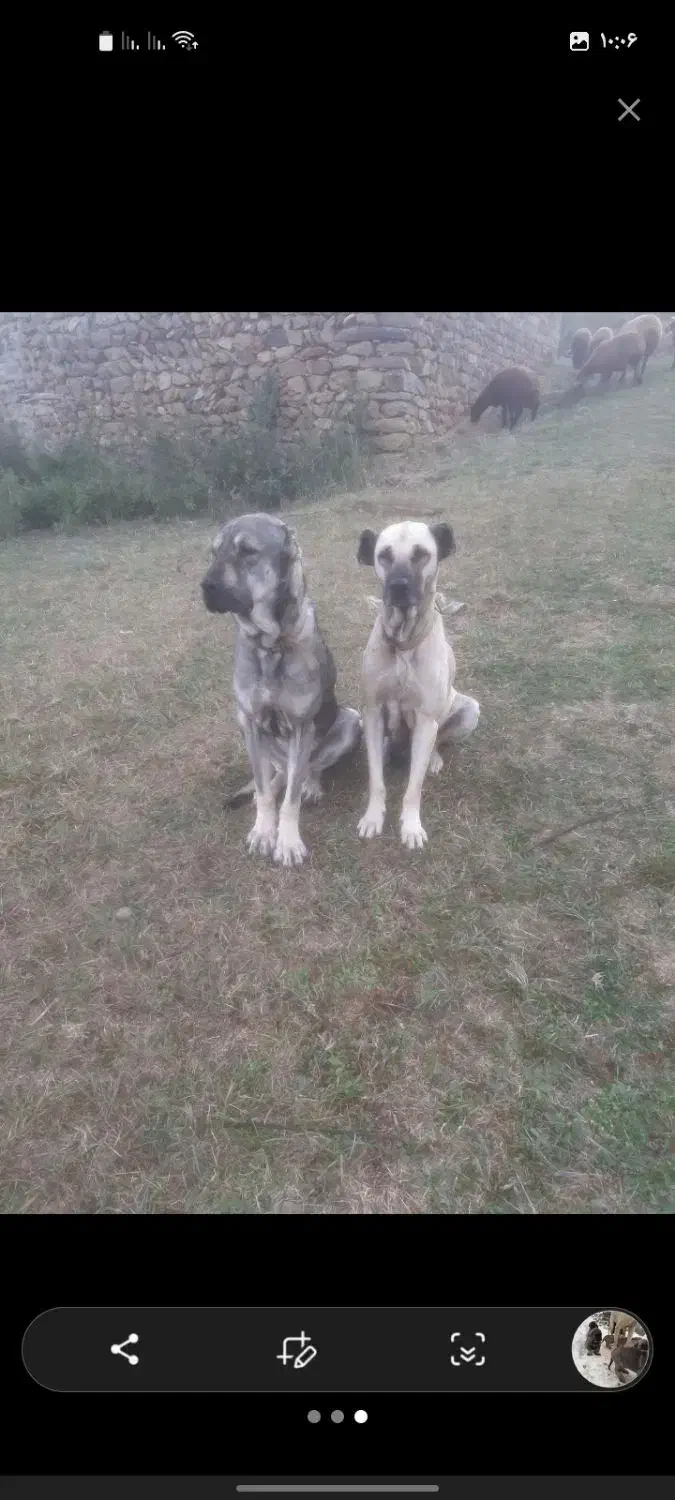 سگ سرابی ماده|سگ|اردبیل, |دیوار