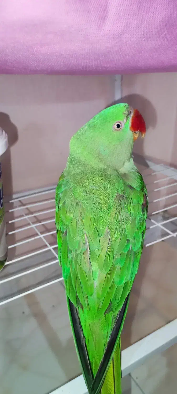 شاه طوطی نر|پرنده|فردیس, فردیس|دیوار