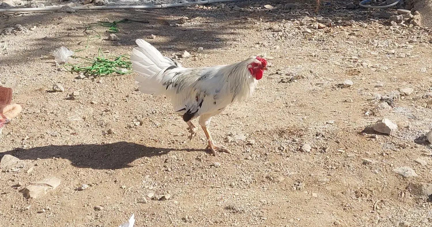 خروس گلین|حیوانات مزرعه|سرپل ذهاب, |دیوار