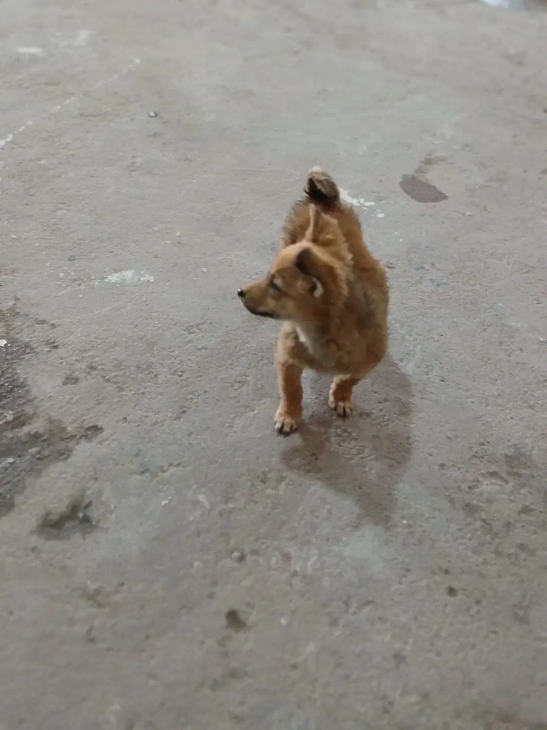 پاکوتاه ماده شیوا وا|سگ|تهران, فلسطین (میدان انقلاب)|دیوار