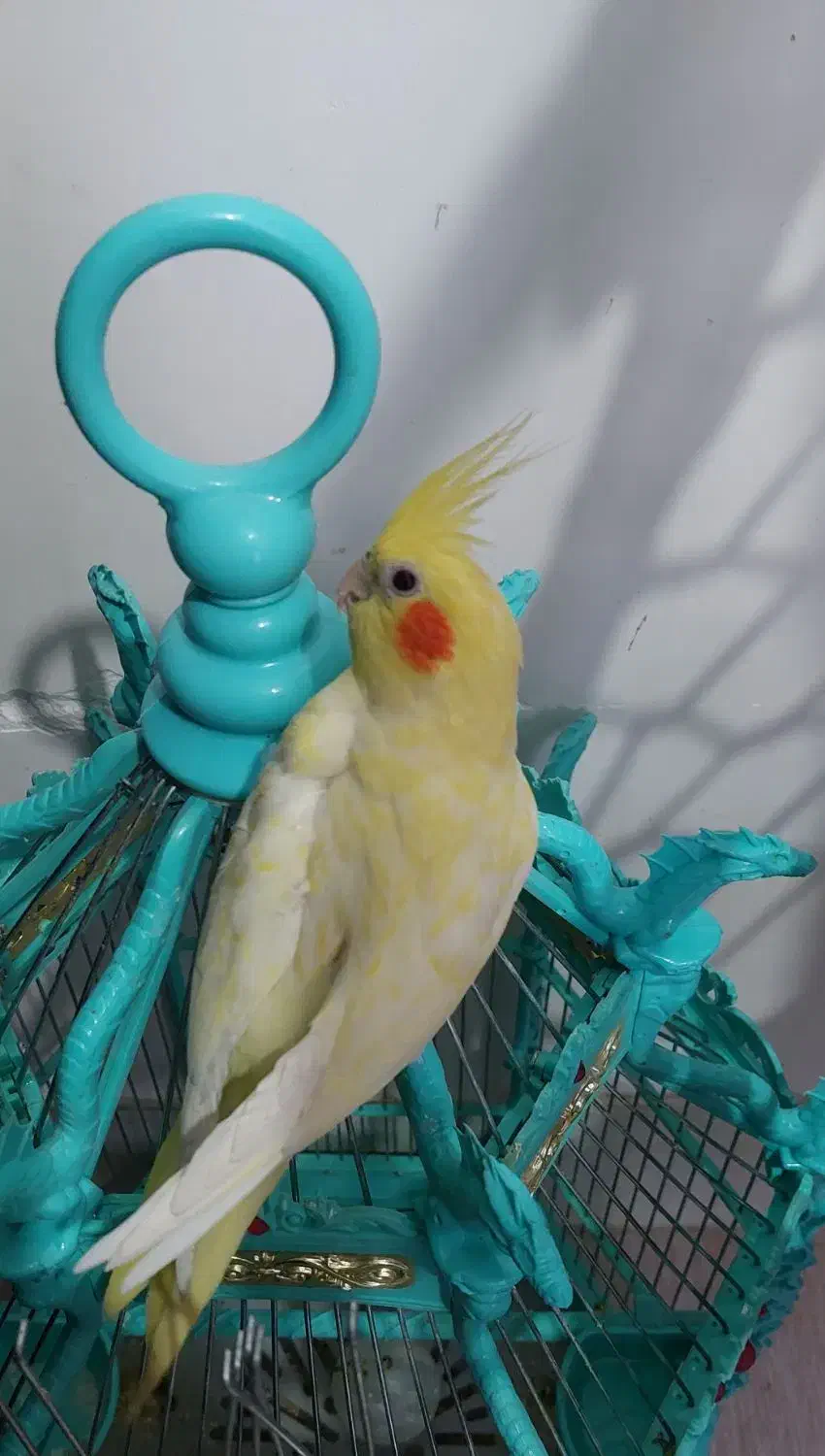 عروس هلندی مولد|پرنده|سیرجان, |دیوار