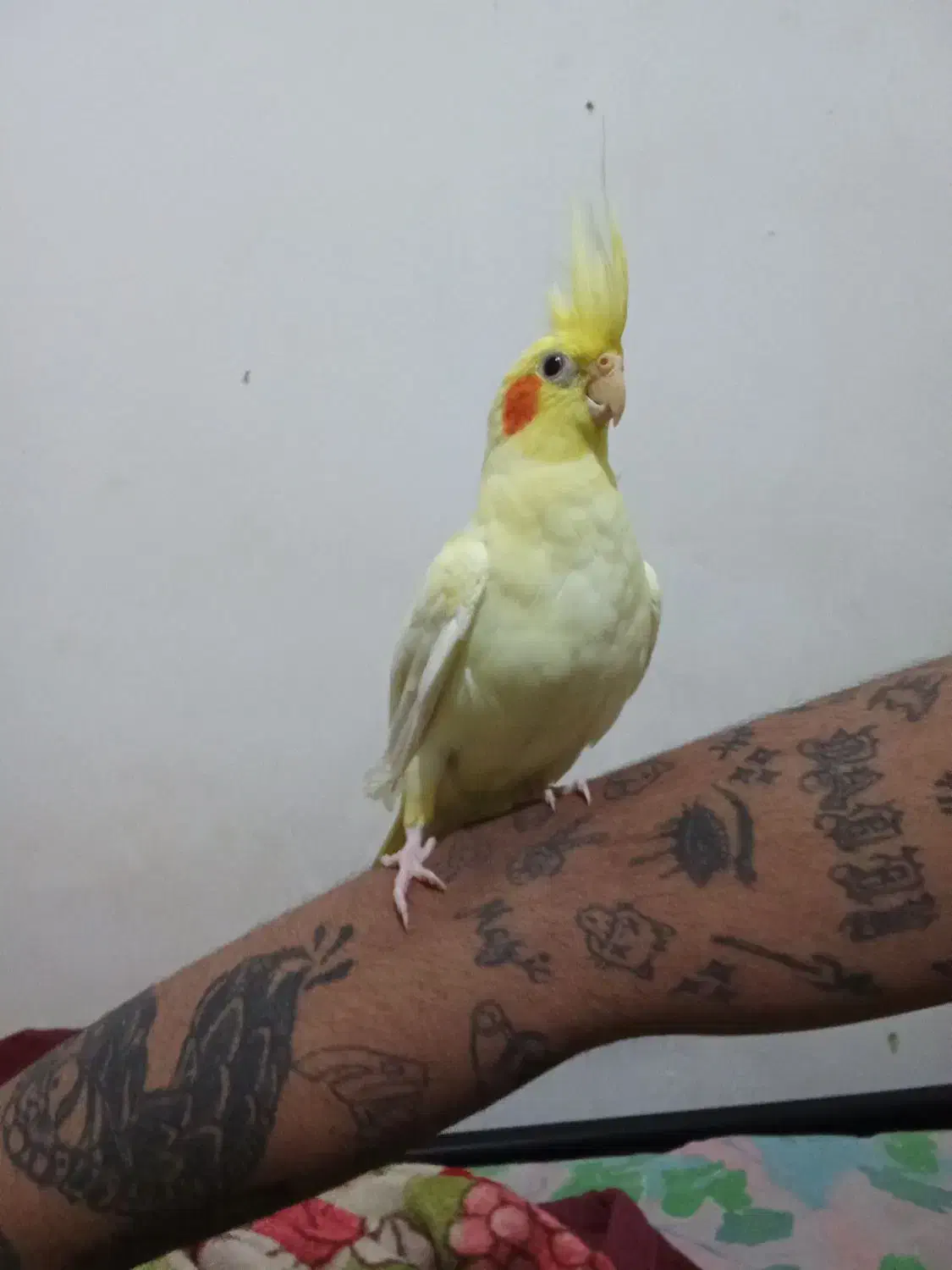 عروس هلندی لوتینو نر دستی و رام زعفرانی کشیده|پرنده|فردیس, فردیس|دیوار