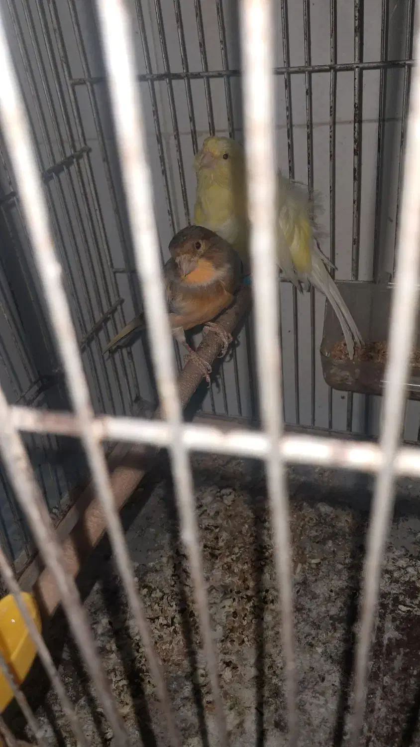 قناری.فر.|پرنده|تربتحیدریه, قائم|دیوار