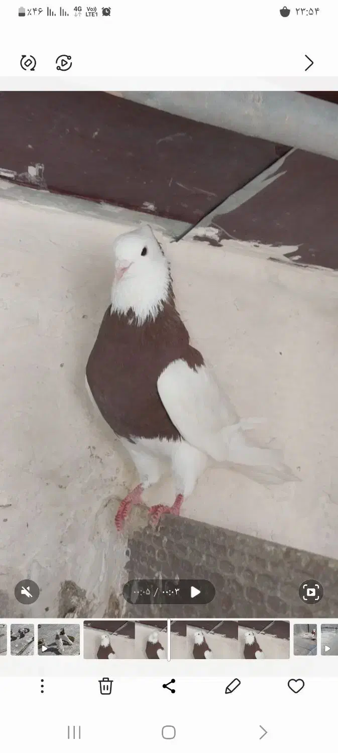 طوقی نر حلوایی|پرنده|سنقر, |دیوار