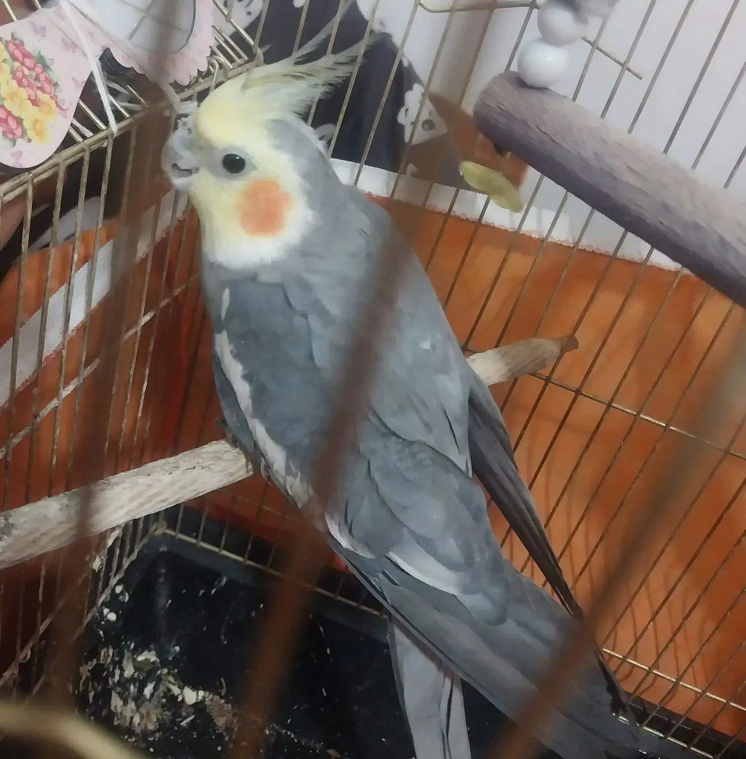 عروس هلندی|پرنده|قم, کلهری|دیوار