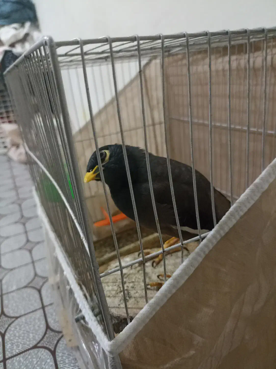 پرنده|پرنده|تربت جام, جامرود|دیوار