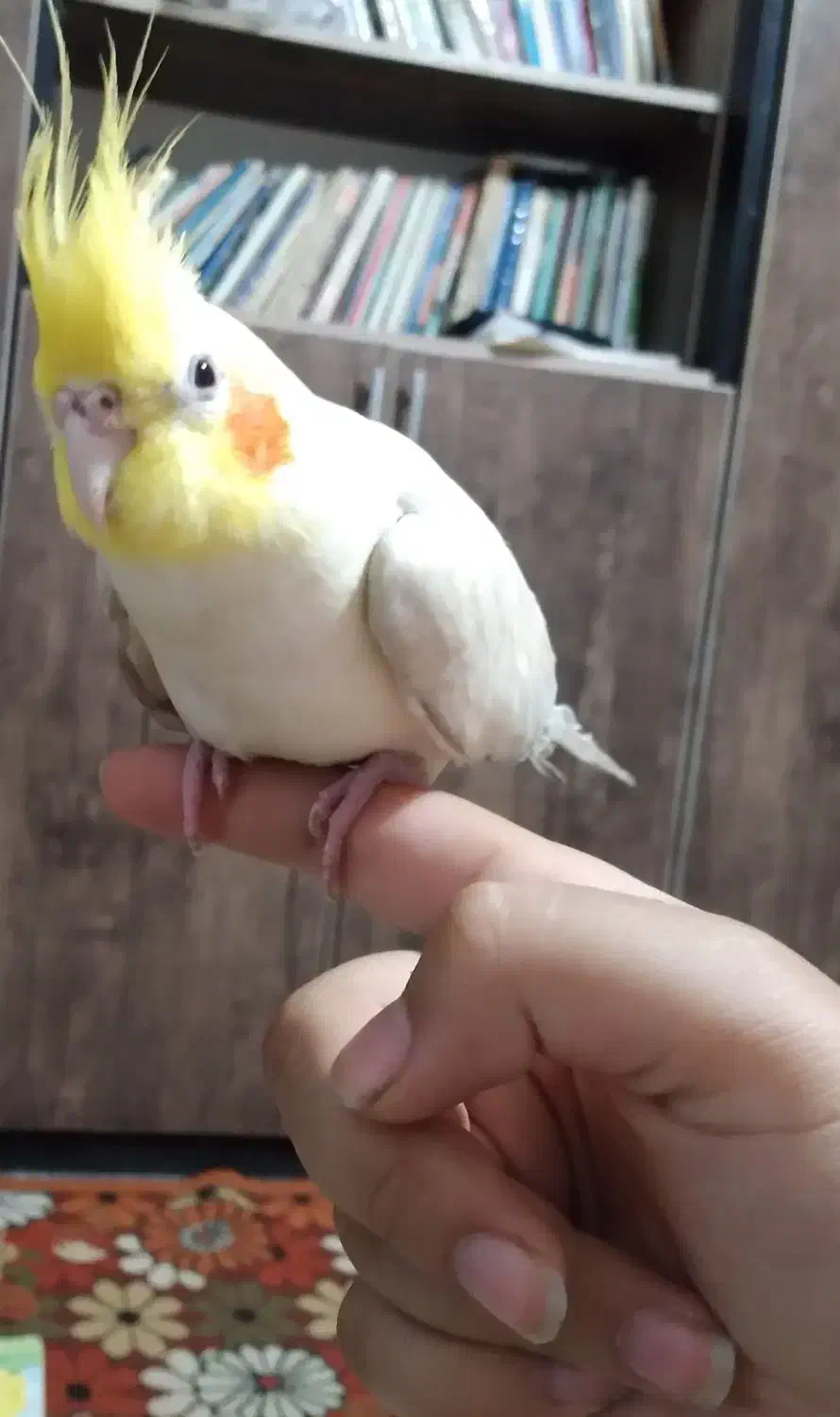 فروش عروس هلندی|پرنده|نورآباد, |دیوار