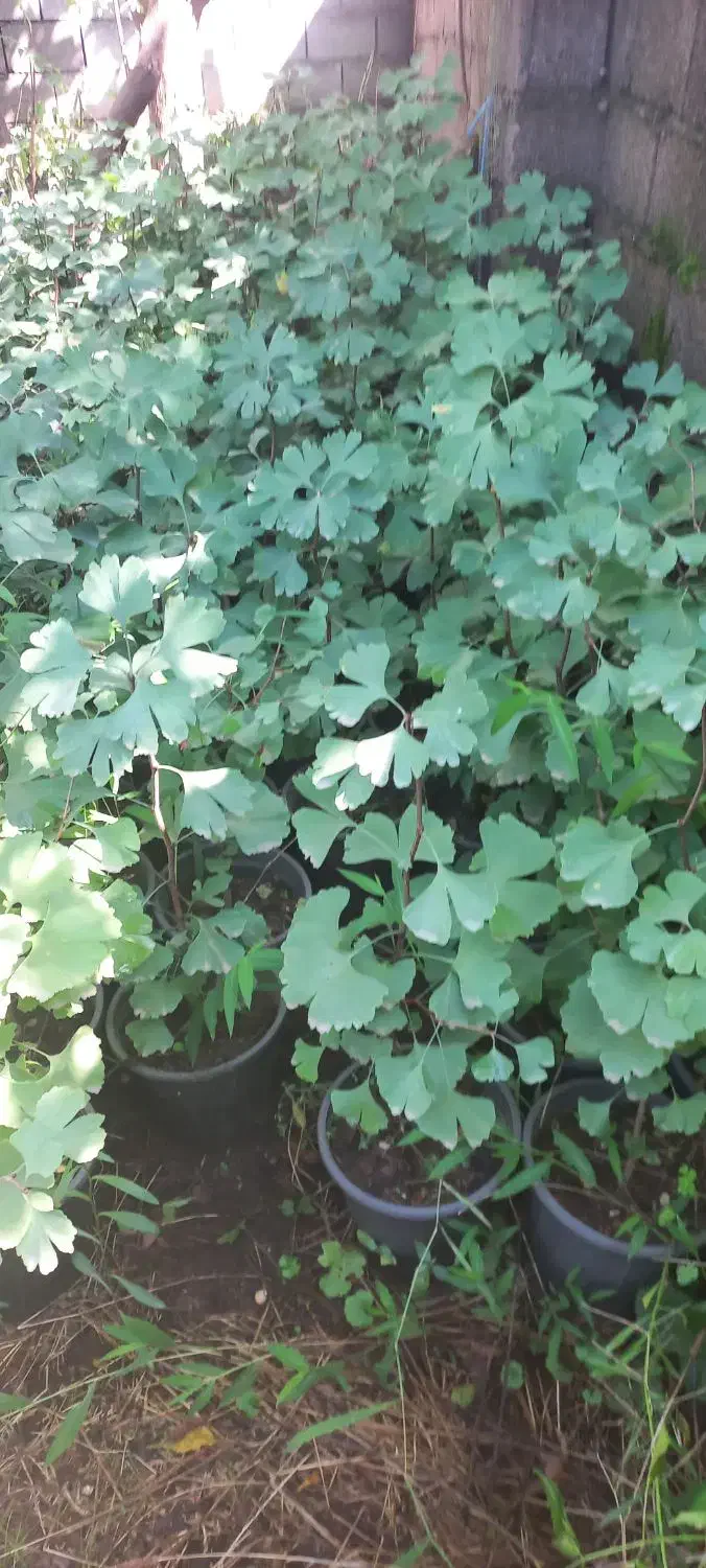 ژینگو سطل ۷|گل و گیاه طبیعی|کلاچای, |دیوار