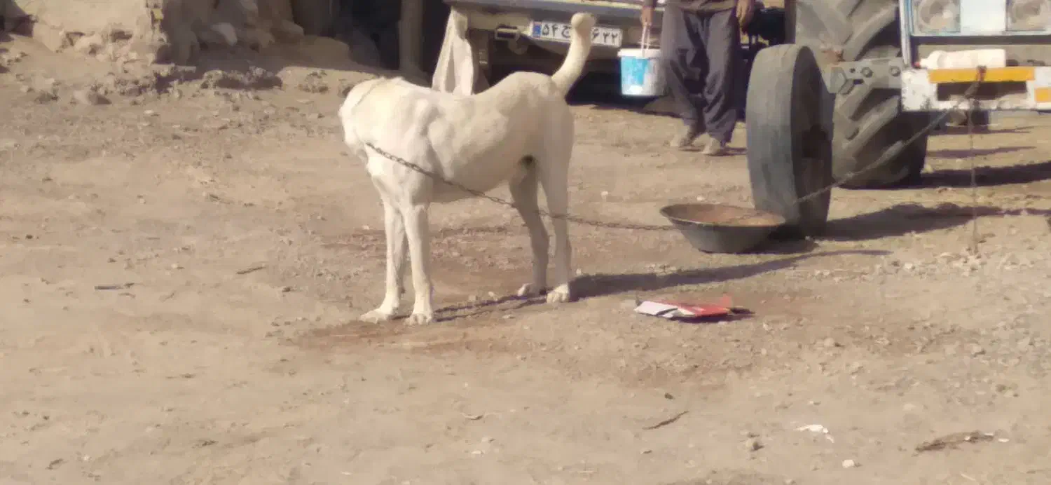 سگ فروش|سگ|جوین, |دیوار