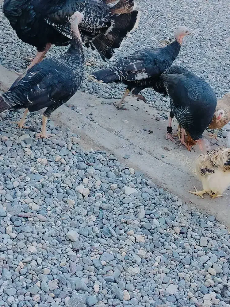 بوقلمون فروشی|حیوانات مزرعه|فهرج, |دیوار