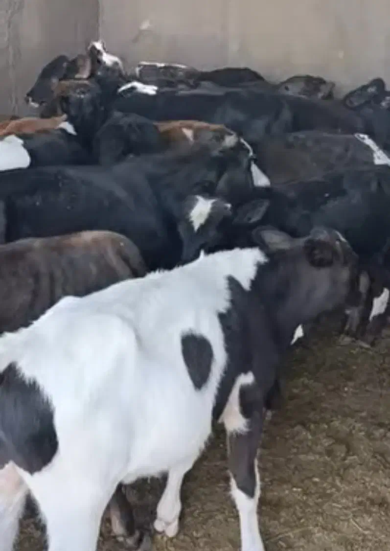 کوساله نر کوردی ۱۰۰ کیلو ۴۵|حیوانات مزرعه|قم, دانش|دیوار