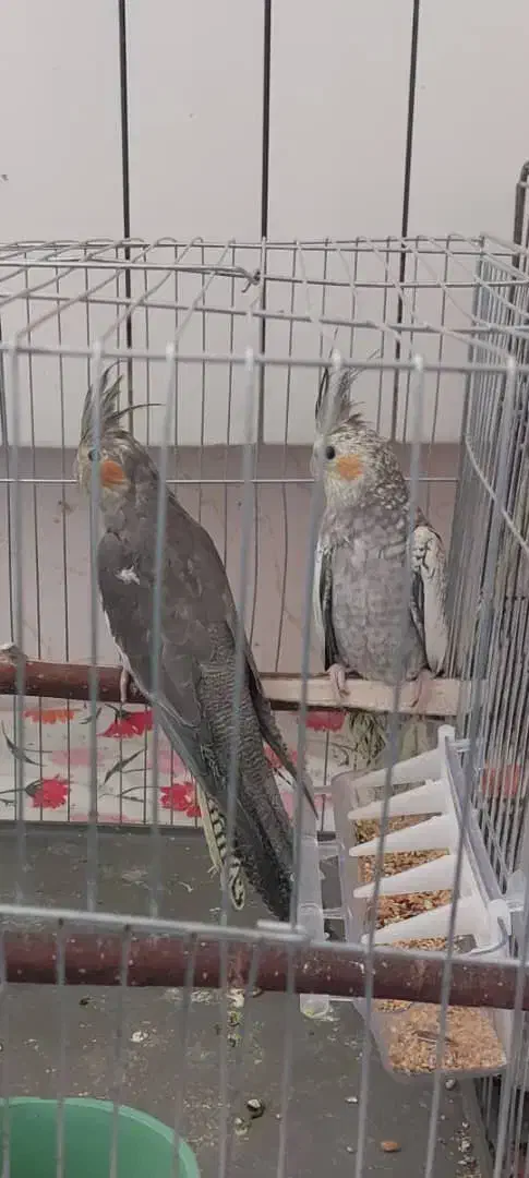 عروس هلندی جوجه مناسب آموزش|پرنده|اصفهان, پوریای ولی|دیوار