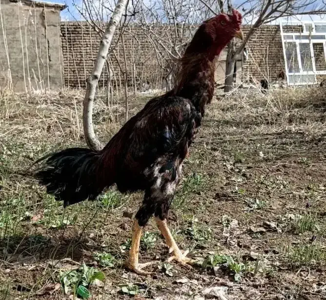 تخم مرغ لاری|حیوانات مزرعه|قزوین, |دیوار