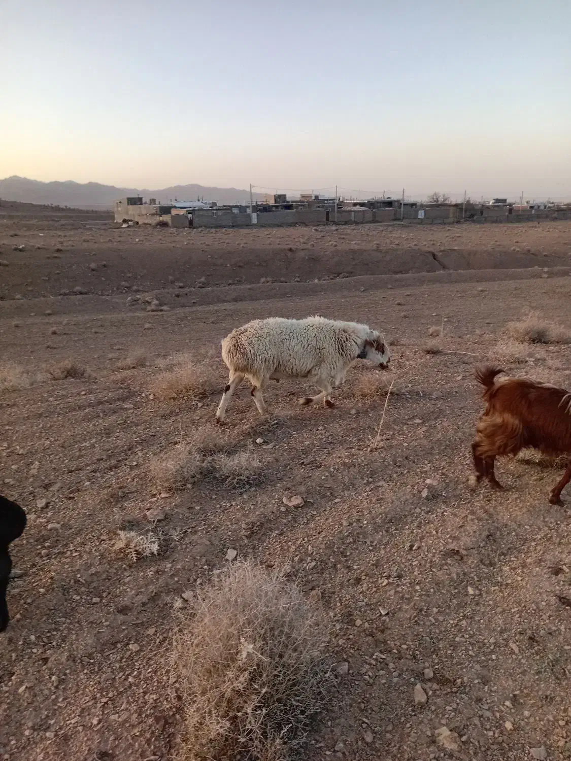 گوسفند|حیوانات مزرعه|سده (خراسان جنوبی), |دیوار