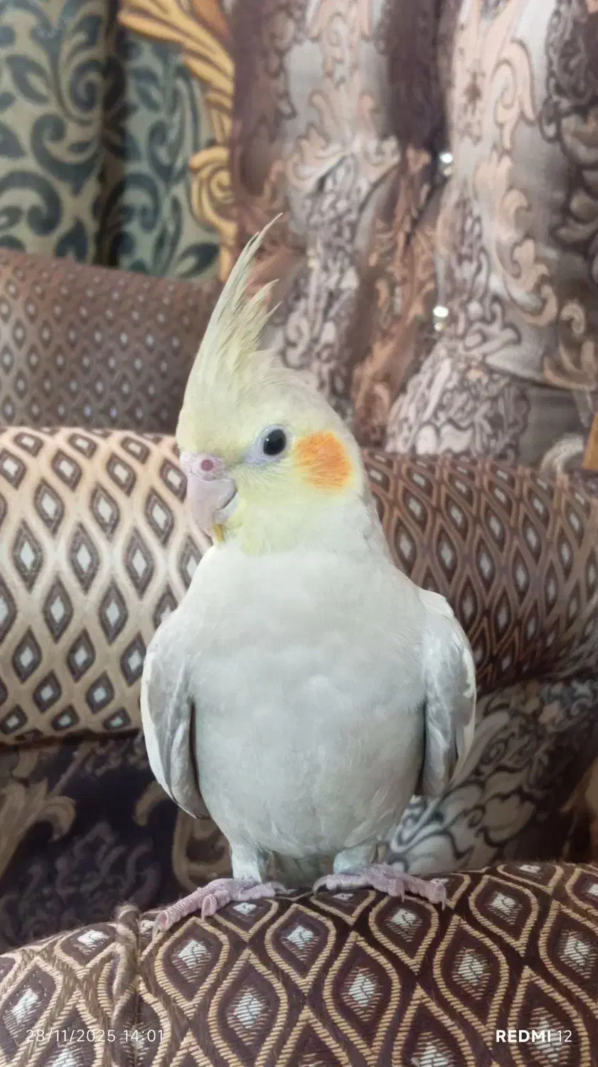 عروس هلندی|پرنده|اشتهارد, |دیوار