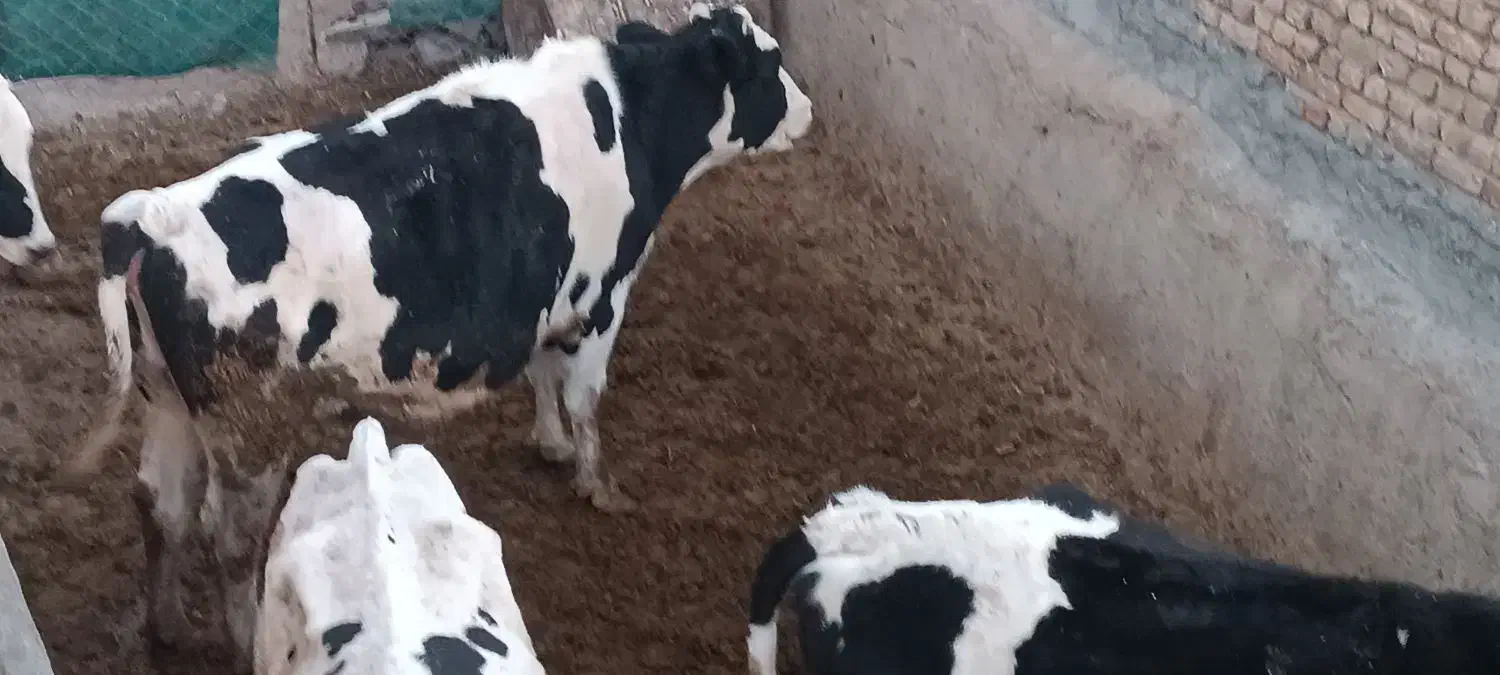 فروش ۴راس گاو شکم اول و آبستن|حیوانات مزرعه|بربرود, |دیوار