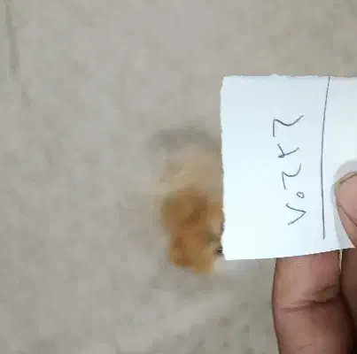 خونه ویلایی|فروش خانه و ویلا|سبزوار, جهاد کشاورزی|دیوار