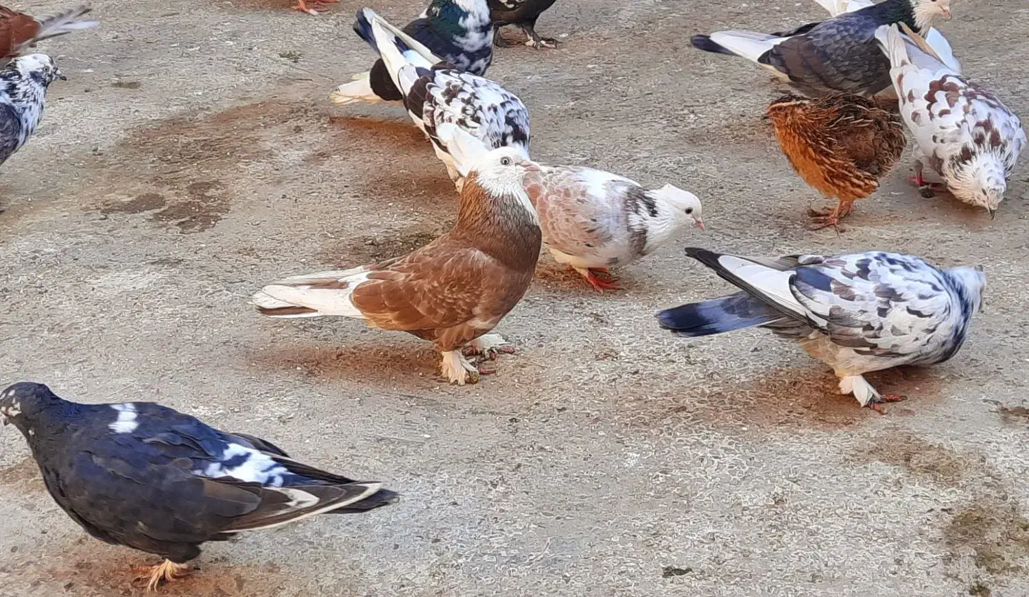 کبوتر پا پر تهرانی|پرنده|آزادشهر, |دیوار