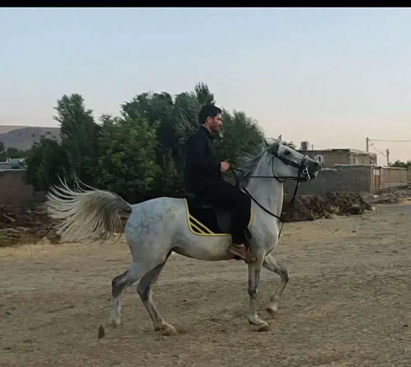 فروش اسب|اسب و تجهیزات اسبسواری|کنگاور, |دیوار