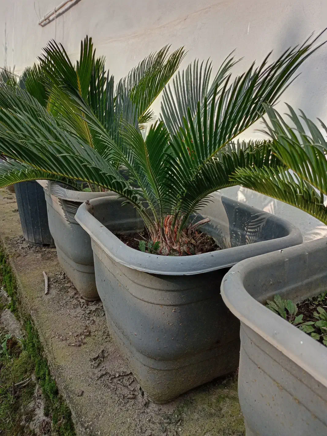 سیکاس|گل و گیاه طبیعی|رامسر, |دیوار