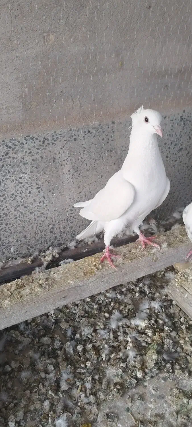 کبوتر دمگیر|پرنده|مبارکه, |دیوار