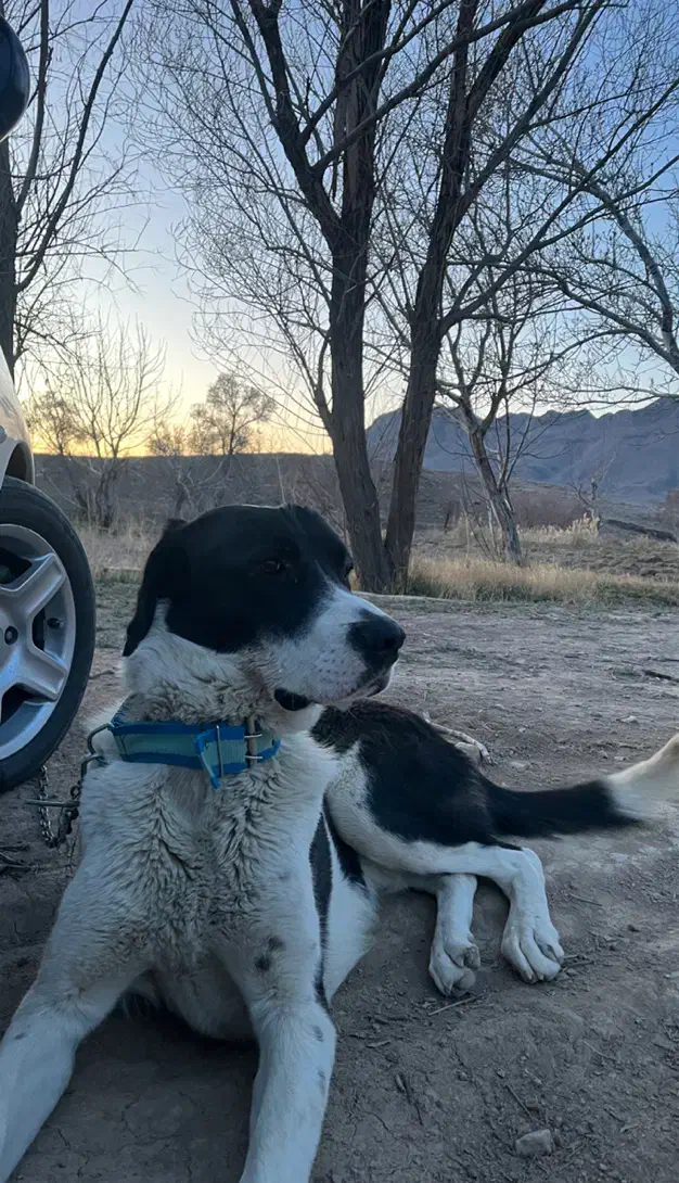 گمشده مژدگانی بگیرید|حیوانات|محلات, |دیوار