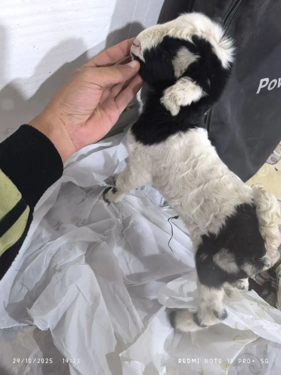 ۴ تا بز دوتا بزغاله|حیوانات مزرعه|شاهیوند, |دیوار