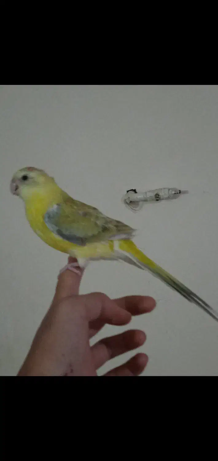 یک عدد طوطی اوازه خوان نر جوان آماده دستی و ...|پرنده|ابهر, |دیوار