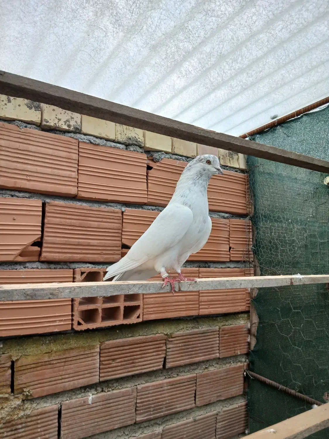 کبوتر پرشی فروشی|پرنده|آق قلا, |دیوار