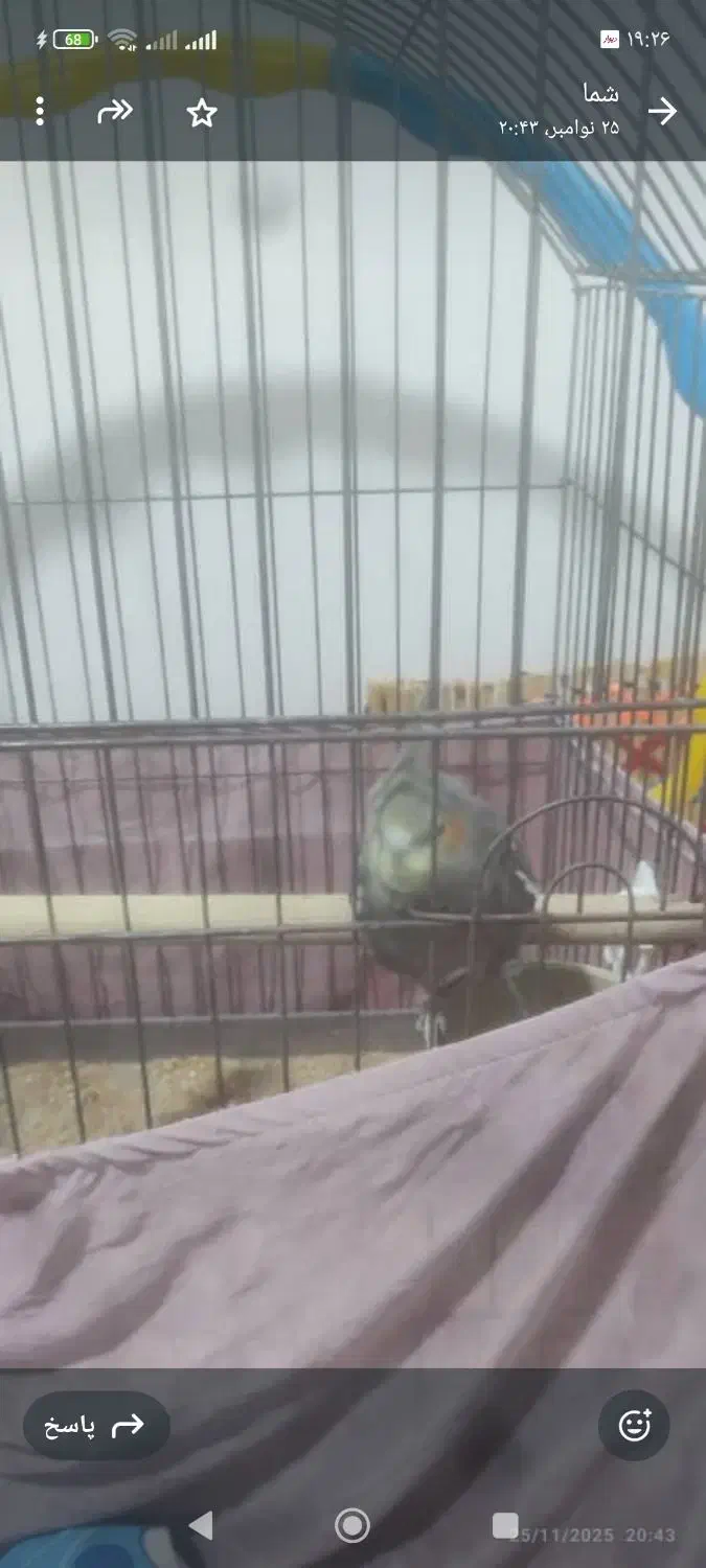 عروس هلندی|پرنده|هندمینی, |دیوار