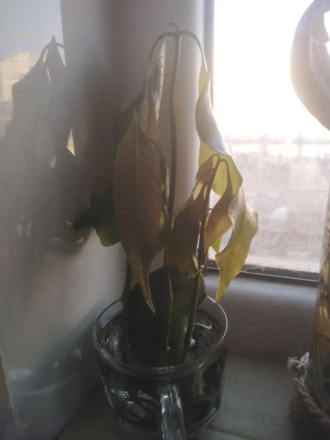 نهال انبه|گل و گیاه طبیعی|قم, پردیسان|دیوار